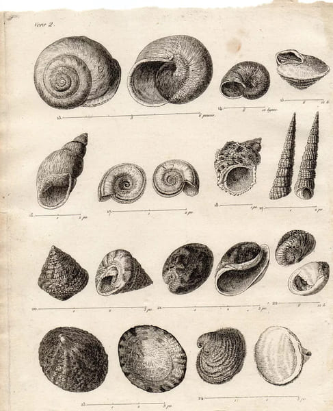 Gravure XVIIIe. Coquillages univalves de diff&eacute;rents genres. 