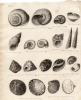 Gravure XVIIIe. Coquillages univalves de différents genres. 