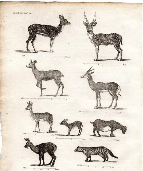 Gravure XVIIIe. Quadrup&egrave;des des pays chauds. 