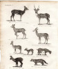 Gravure XVIIIe. Quadrupèdes des pays chauds. 