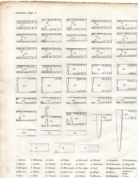 Gravure XVIIIe. Dents des Quadrup&egrave;des . 