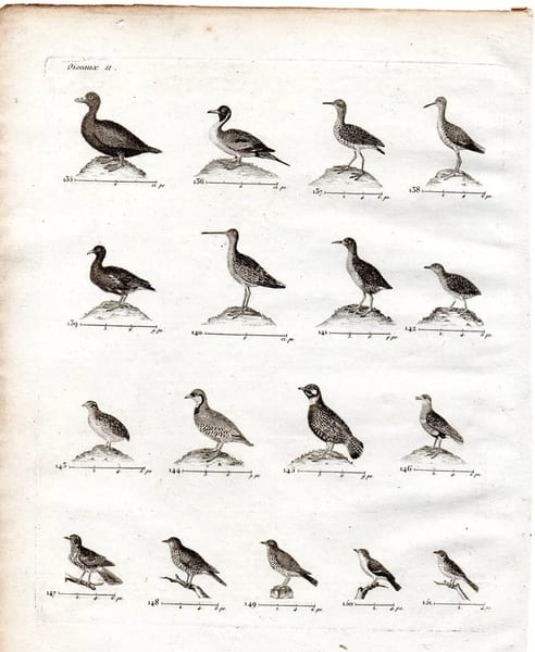 Gravure XVIIIe. Oiseaux gibiers. gambette, grive, ortolan, caille, macreuse... 