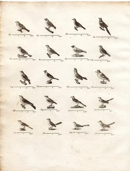 Gravure XVIIIe. Oiseaux de diff&eacute;rents pays. 