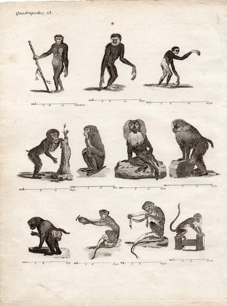 Gravure XVIIIe. SINGES mandrill, gibbon, macaque, grand papion, talapoin... 