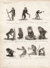 Gravure XVIIIe. SINGES mandrill, gibbon, macaque, grand papion, talapoin... 