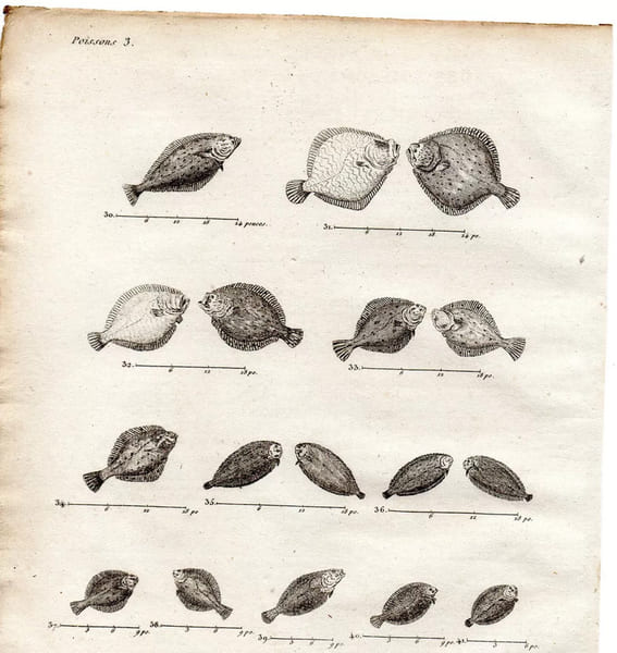 Gravure XVIIIe. POISSONS OBLIQUES soles, fl&eacute;tan, carrelet, turbot, limande... 