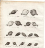 Gravure XVIIIe. POISSONS OBLIQUES soles, flétan, carrelet, turbot, limande... 
