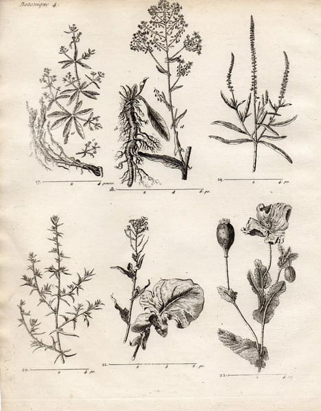 Gravure XVIIIe. PLANTES EMPLOYEES DANS LES ARTS Pastel, colsa, Soude, Garance.. 