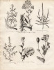 Gravure XVIIIe. PLANTES EMPLOYEES DANS LES ARTS Pastel, colsa, Soude, Garance.. 