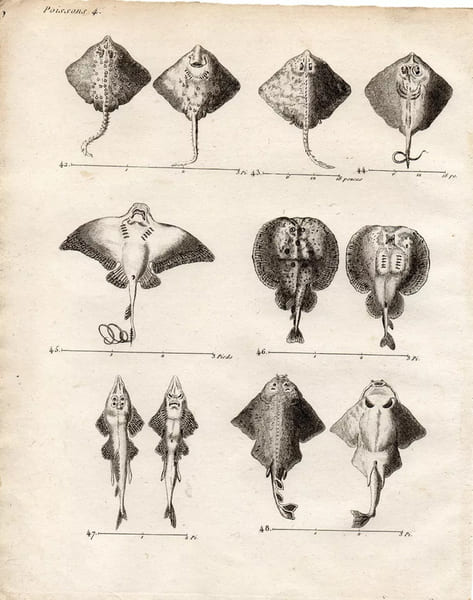 Gravure XVIIIe. POISSONS CARTILAGINEUX raie, torpille, angelot, pastenade... 