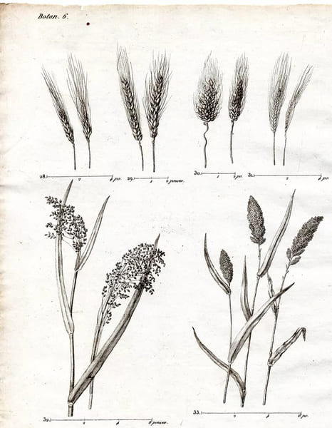 Gravure XVIIIe.  SIX GRAMINES A FARINE froment, millet, panis, l'escourgeon... 