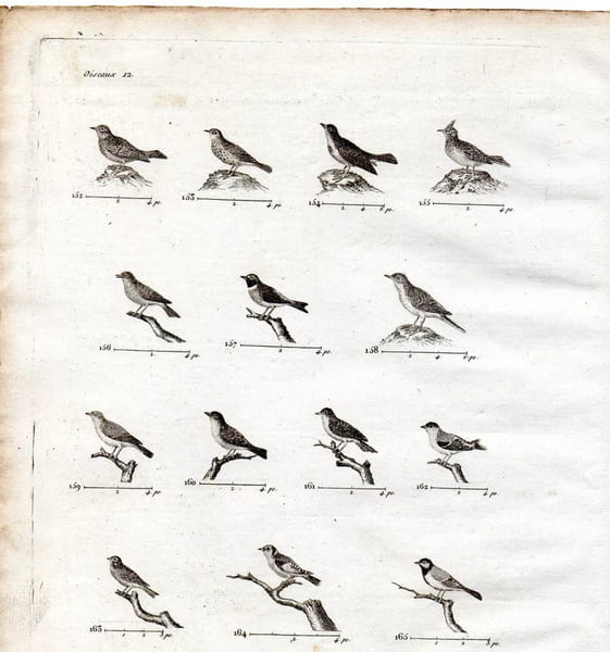 Gravure XVIIIe. OISEAUX CHANTEURS rossignol, fauvette, tarin, m&eacute;sange,cochevin. 