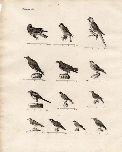 Gravure XVIIIe. OISEAUX PARLEURS Corneille, corbeau, merle, mainate, bouvreuil . 