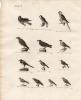 Gravure XVIIIe. OISEAUX PARLEURS Corneille, corbeau, merle, mainate, bouvreuil . 
