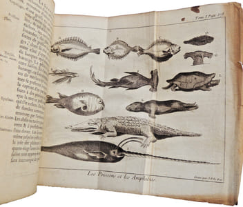 Spectacle de la nature. Insectes, chenilles, oiseaux, poissons