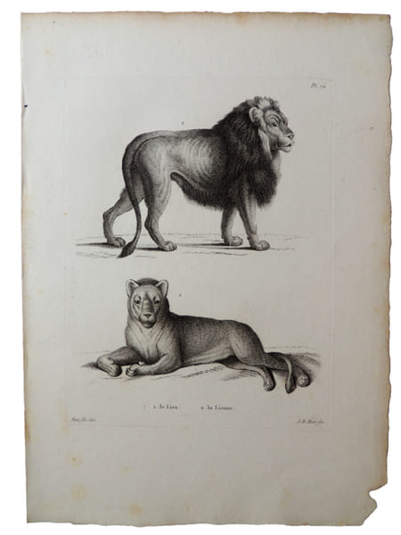 Histoire naturelle. Gravure sur cuivre de Huet XVIIIe. Le lion, la lionne. 