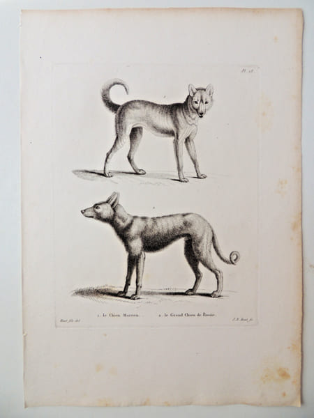 Histoire naturelle. Gravure sur cuivre de Huet XVIIIe. Le chien marron, le grand chien de Russie. 