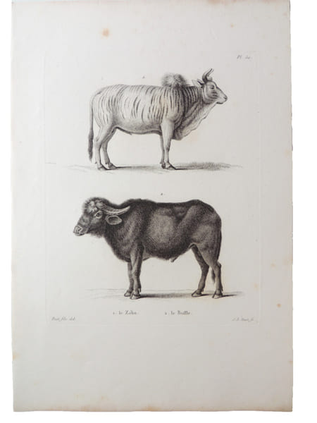 Histoire naturelle. Gravure sur cuivre de Huet XVIIIe. Le Z&eacute;bu, le Buffle. 