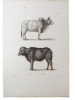 Histoire naturelle. Gravure sur cuivre de Huet XVIIIe. Le Zébu, le Buffle. 