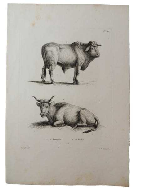 Histoire naturelle. Gravure sur cuivre de Huet XVIIIe.Le Taureau, la vache. 