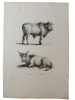 Histoire naturelle. Gravure sur cuivre de Huet XVIIIe.Le Taureau, la vache. 