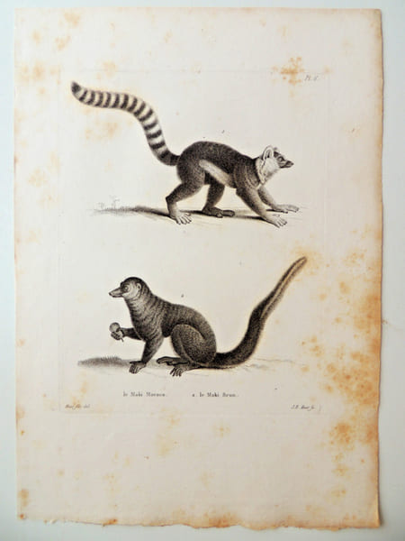Histoire naturelle. Gravure sur cuivre de Huet XVIIIe.Le maki Mococo, le Maki Brun. 