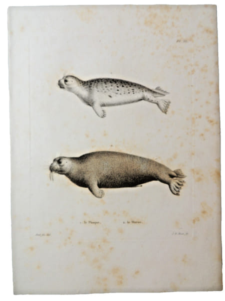 Histoire naturelle. Gravure sur cuivre de Huet XVIIIe.Le phoque, le morse. 