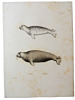 Histoire naturelle. Gravure sur cuivre de Huet XVIIIe.Le phoque, le morse. 