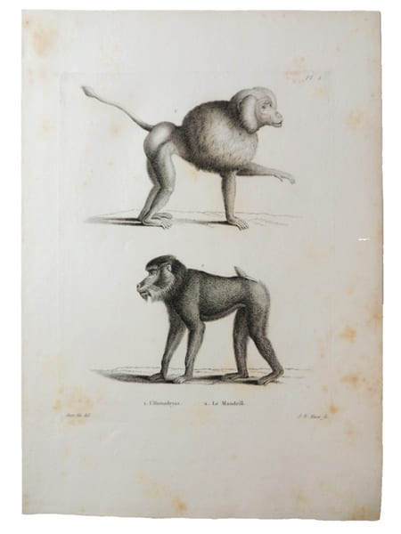 Histoire naturelle. Gravure sur cuivre de Huet XVIIIe.L' Hamadryas, le Mandrill. 