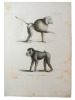 Histoire naturelle. Gravure sur cuivre de Huet XVIIIe.L' Hamadryas, le Mandrill. 