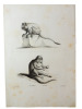 Histoire naturelle. Gravure sur cuivre de Huet XVIIIe.Le marikina, le Mone. 