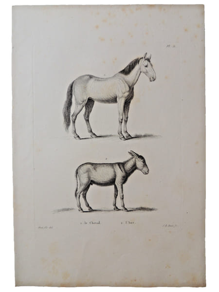 Histoire naturelle. Gravure sur cuivre de Huet XVIIIe.Le Cheval, l'Ane. 