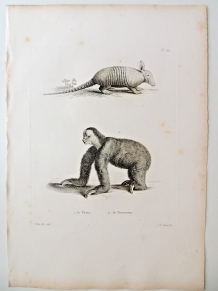 Histoire naturelle. Gravure sur cuivre de Huet XVIIIe.Le Tatou, le Paresseux. 