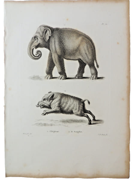 Histoire naturelle. Gravure sur cuivre de Huet XVIIIe.L'El&eacute;phant, le Sanglier. 