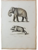 Histoire naturelle. Gravure sur cuivre de Huet XVIIIe.L'Eléphant, le Sanglier. 