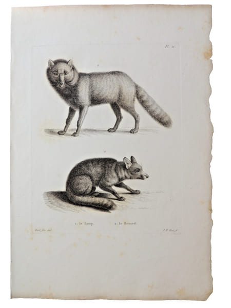 Histoire naturelle. Gravure sur cuivre de Huet XVIIIe.Le Loup, le Renard. 