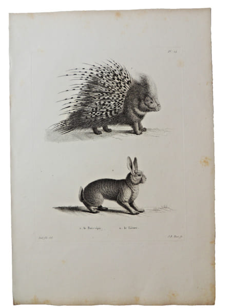 Histoire naturelle. Gravure sur cuivre de Huet XVIIIe.Le Porc Epic, le li&egrave;vre. 