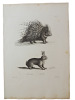 Histoire naturelle. Gravure sur cuivre de Huet XVIIIe.Le Porc Epic, le lièvre. 