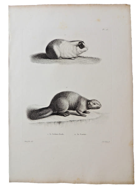 Histoire naturelle. Gravure sur cuivre de Huet XVIIIe.Le Cochon d'Inde, le Castor. 