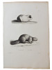 Histoire naturelle. Gravure sur cuivre de Huet XVIIIe.Le Cochon d'Inde, le Castor. 