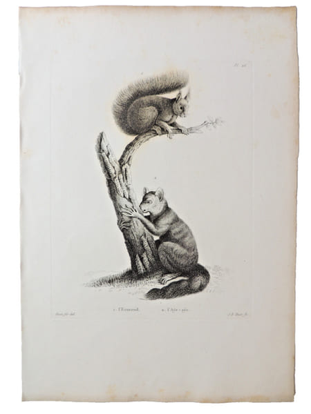Histoire naturelle. Gravure sur cuivre de Huet XVIIIe.L'Ecureuil, l'Aye-aye. 