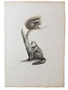 Histoire naturelle. Gravure sur cuivre de Huet XVIIIe.L'Ecureuil, l'Aye-aye. 