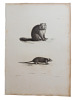 Histoire naturelle. Gravure sur cuivre de Huet XVIIIe.La Marmotte, le rat. 