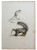 Histoire naturelle. Gravure sur cuivre de Huet XVIIIe.La Gerboise, le Fourmilier. 