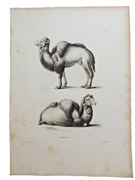 Histoire naturelle. Gravure sur cuivre de Huet XVIIIe.Le Chameau. 