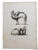 Histoire naturelle. Gravure sur cuivre de Huet XVIIIe.Le Chameau. 