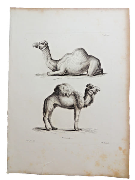Histoire naturelle. Gravure sur cuivre de Huet XVIIIe.Le Dromadaire. 