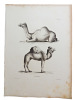 Histoire naturelle. Gravure sur cuivre de Huet XVIIIe.Le Dromadaire. 