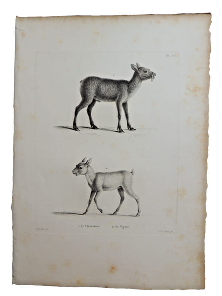 Histoire naturelle. Gravure sur cuivre de Huet XVIIIe.Le Chevrotain, le Pigm&eacute;. 