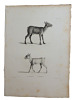 Histoire naturelle. Gravure sur cuivre de Huet XVIIIe.Le Chevrotain, le Pigmé. 